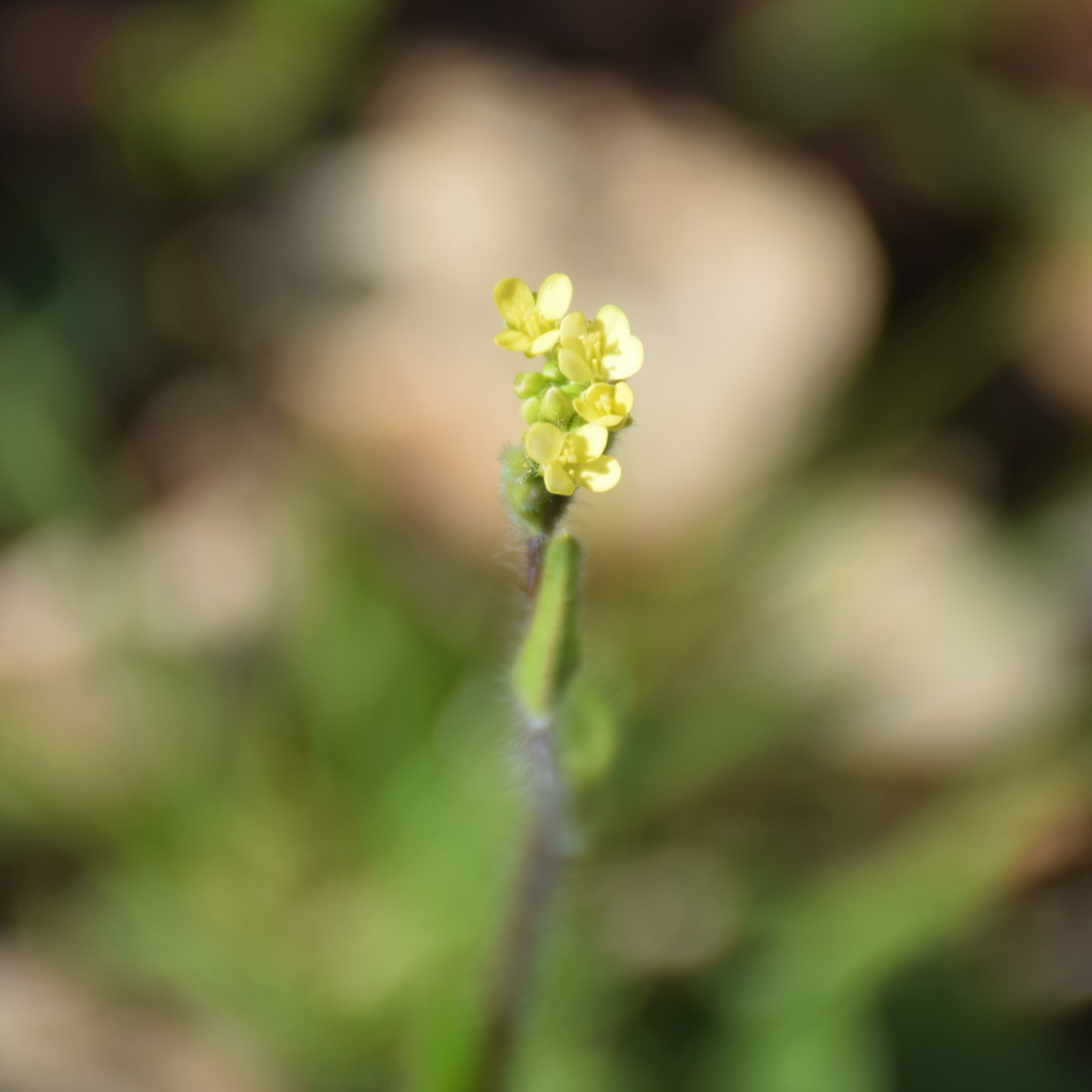 Flowers, February. This photo is available under the Creative Commons CC-BY-NC 4.0 License.