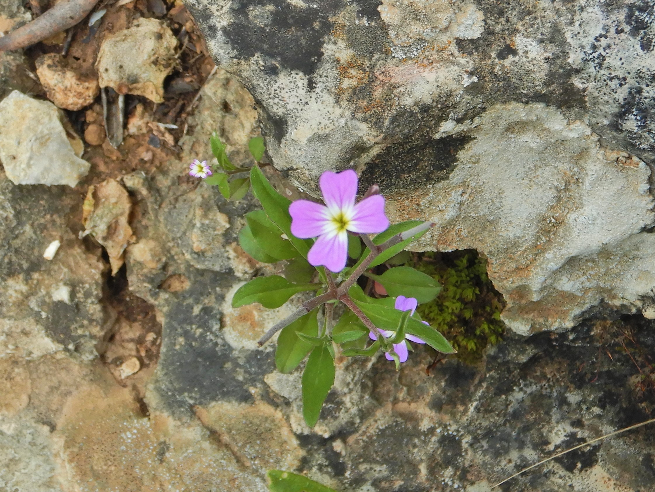 Flowers & Leaves, February. This photo is available under the Creative Commons CC-BY-NC 4.0 License.