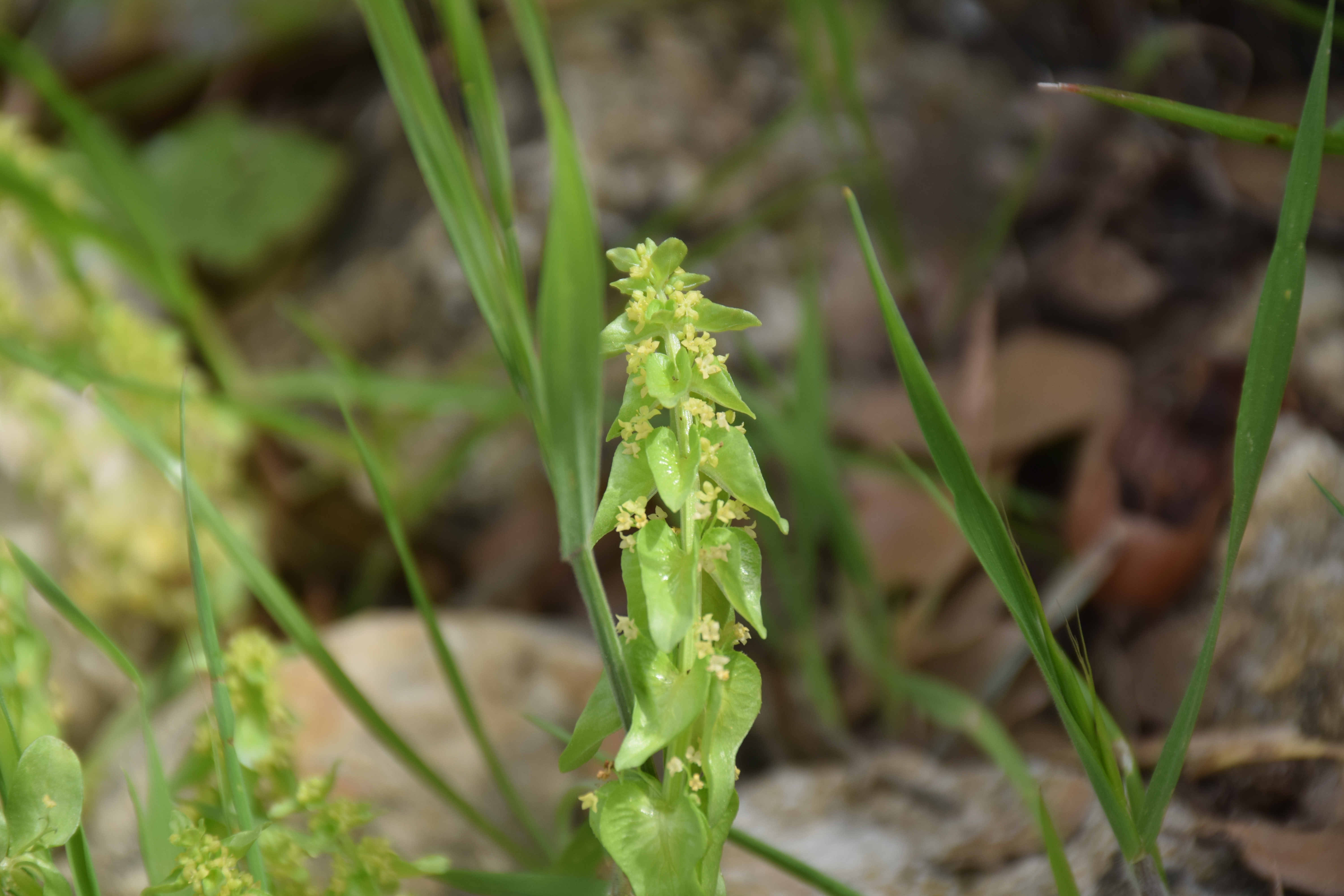 Flowers, March. This photo is available under the Creative Commons CC-BY-NC 4.0 License.