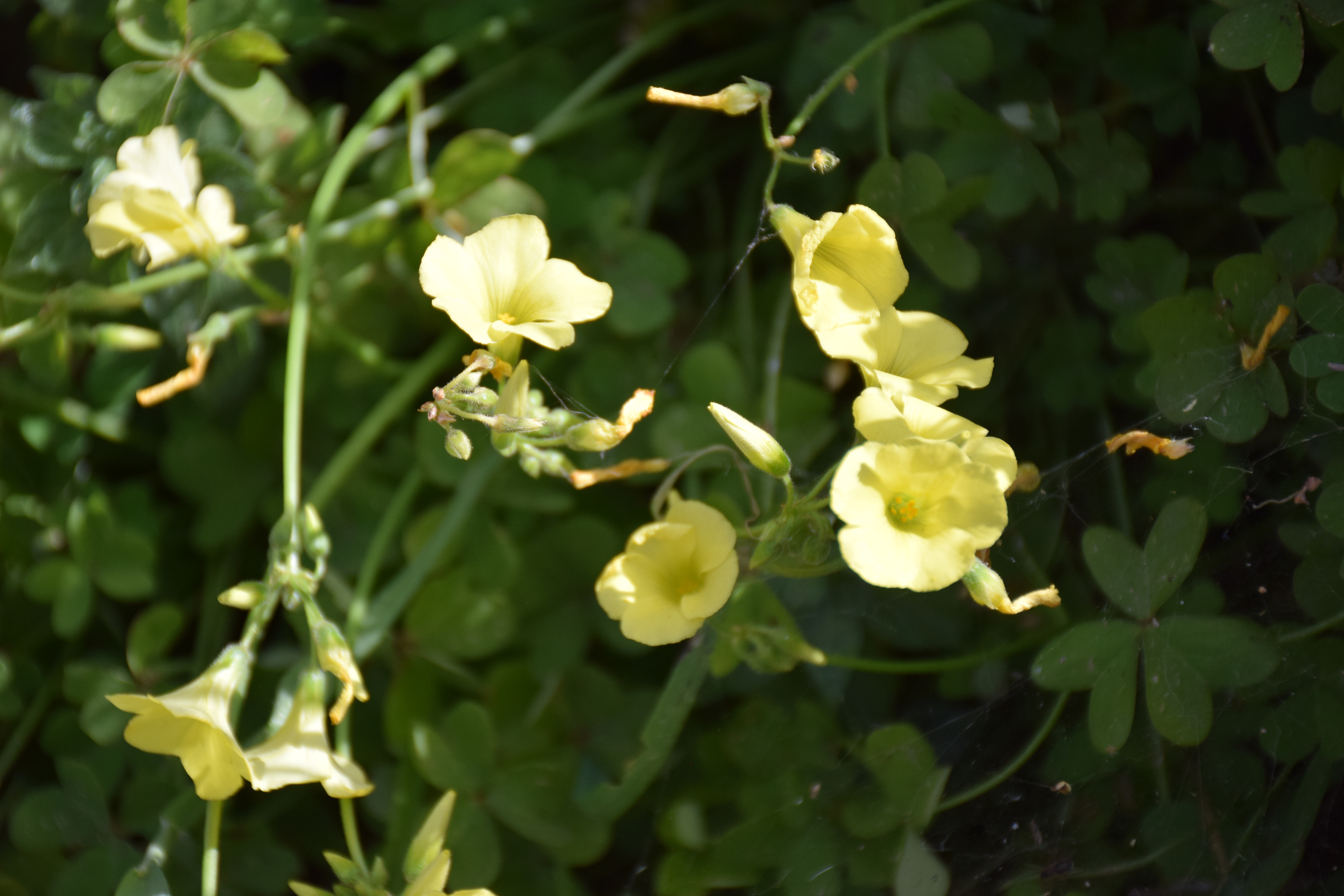 Flowers & Leaves, April. This photo is available under the Creative Commons CC-BY-NC 4.0.