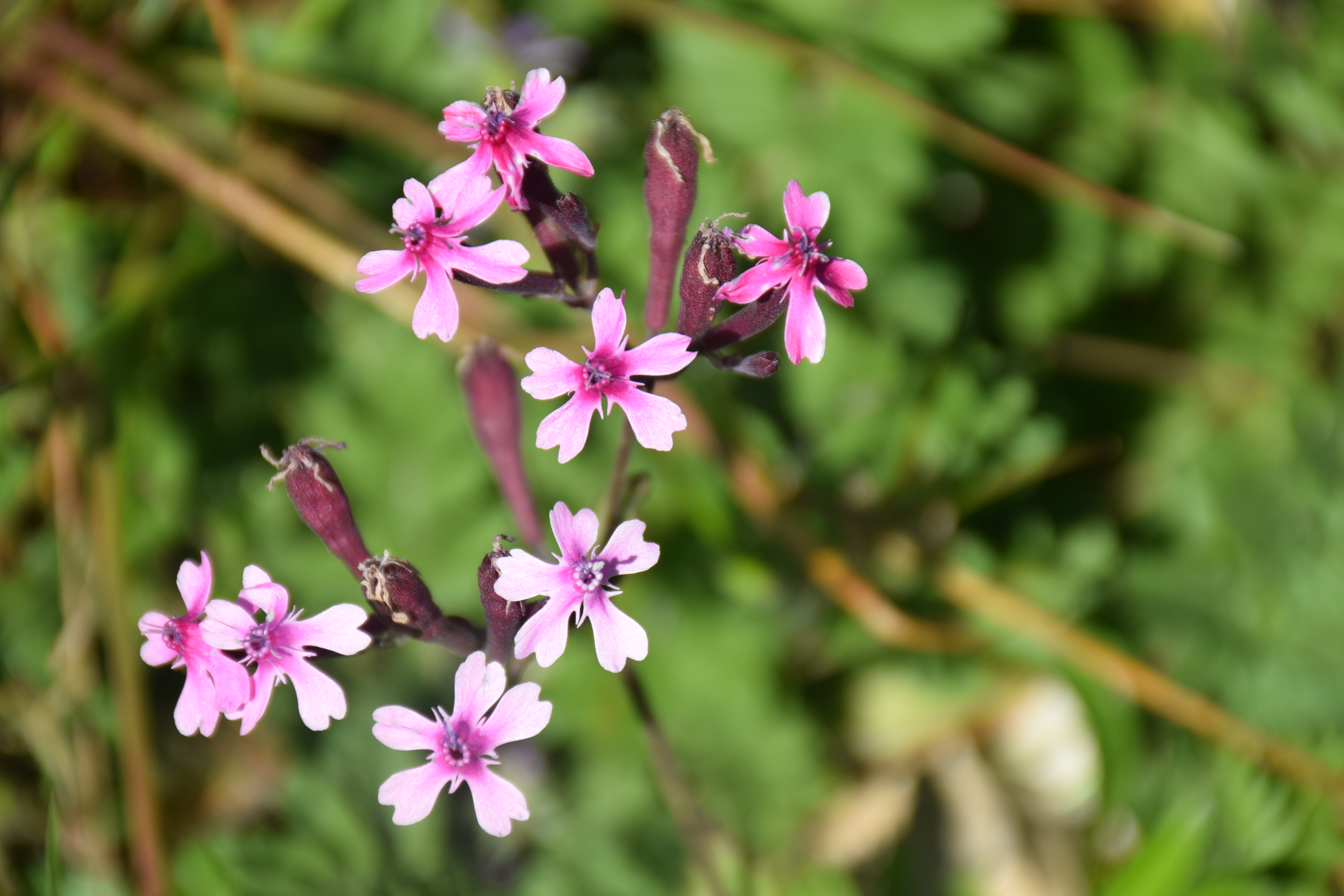 Flowers, February. This photo is available under the Creative Commons CC-BY-NC 4.0 License.